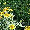 Heliopsis helianthoides 'Loraine Sunshine' PP 1069, habit