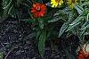 Heliopsis helianthoides 'Loraine Sunshine' PP 1069, habit