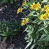 Heliopsis helianthoides 'Loraine Sunshine' PP 1069, habit