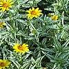 Heliopsis helianthoides 'Loraine Sunshine' PP 1069, habit