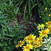 Heliopsis helianthoides 'Loraine Sunshine' PP 1069, habit
