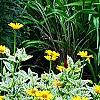 Heliopsis helianthoides 'Loraine Sunshine' PP 1069, habit