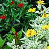 Heliopsis helianthoides 'Loraine Sunshine' PP 1069, habit