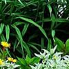 Heliopsis helianthoides 'Loraine Sunshine' PP 1069, habit