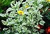 Heliopsis helianthoides 'Loraine Sunshine' PP 1069, habit