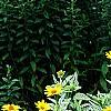 Heliopsis helianthoides 'Loraine Sunshine' PP 1069, habit