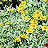 Heliopsis helianthoides 'Loraine Sunshine' PP 1069, habit
