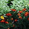 Heliopsis helianthoides 'Loraine Sunshine' PP 1069, habit