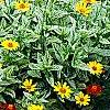 Heliopsis helianthoides 'Loraine Sunshine' PP 1069, habit