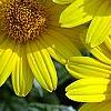 Heliopsis helianthoides 'Loraine Sunshine' PP 1069, flowers