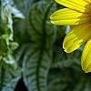 Heliopsis helianthoides 'Loraine Sunshine' PP 1069, flowers