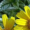 Heliopsis helianthoides 'Loraine Sunshine' PP 1069, flowers