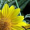 Heliopsis helianthoides 'Loraine Sunshine' PP 1069, flowers