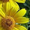 Heliopsis helianthoides 'Loraine Sunshine' PP 1069, flowers