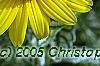 Heliopsis helianthoides 'Loraine Sunshine' PP 1069, flowers