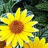 Heliopsis helianthoides 'Loraine Sunshine' PP 1069, flowers