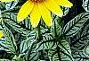 Heliopsis helianthoides 'Loraine Sunshine' PP 1069, flowers
