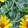 Heliopsis helianthoides 'Loraine Sunshine' PP 1069, flowers