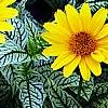 Heliopsis helianthoides 'Loraine Sunshine' PP 1069, flowers