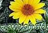 Heliopsis helianthoides 'Loraine Sunshine' PP 1069, flowers