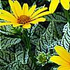Heliopsis helianthoides 'Loraine Sunshine' PP 1069, flowers