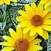 Heliopsis helianthoides 'Loraine Sunshine' PP 1069, flowers