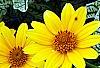 Heliopsis helianthoides 'Loraine Sunshine' PP 1069, flowers