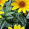 Heliopsis helianthoides 'Loraine Sunshine' PP 1069, flowers