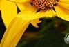 Heliopsis helianthoides var. scabra 'Summer Sun', flowers
