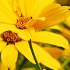 Heliopsis helianthoides var. scabra 'Summer Sun', flowers