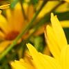Heliopsis helianthoides var. scabra 'Summer Sun', flowers
