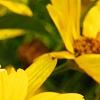Heliopsis helianthoides var. scabra 'Summer Sun', flowers