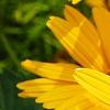 Heliopsis helianthoides var. scabra 'Summer Sun', flowers