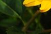 Heliopsis helianthoides var. scabra 'Summer Sun', flowers