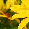Heliopsis helianthoides var. scabra 'Summer Sun', flowers