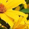 Heliopsis helianthoides var. scabra 'Summer Sun', flowers
