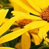 Heliopsis helianthoides var. scabra 'Summer Sun', flowers