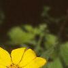 Pappobolus microphyllus, flowers