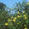 Pappobolus microphyllus 'Lemon Queen', habit