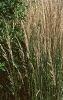Pappobolus microphyllus 'Lemon Queen', habit