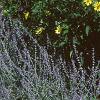 Pappobolus microphyllus 'Lemon Queen', habit