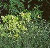 Pappobolus microphyllus 'Lemon Queen', habit