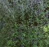 Pappobolus microphyllus 'Lemon Queen', habit