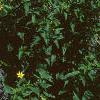 Pappobolus microphyllus 'Lemon Queen', habit