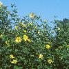 Pappobolus microphyllus 'Lemon Queen', habit