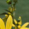 Pappobolus microphyllus 'Lemon Queen', flowers