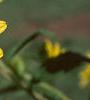 Pappobolus microphyllus 'Lemon Queen', flowers