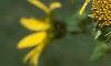 Pappobolus microphyllus 'Lemon Queen', flowers