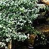 Helichrysum petiolare, habit
