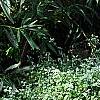 Helichrysum petiolare, habit